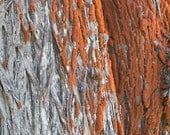 Trentepohlia on Cypress - photograph