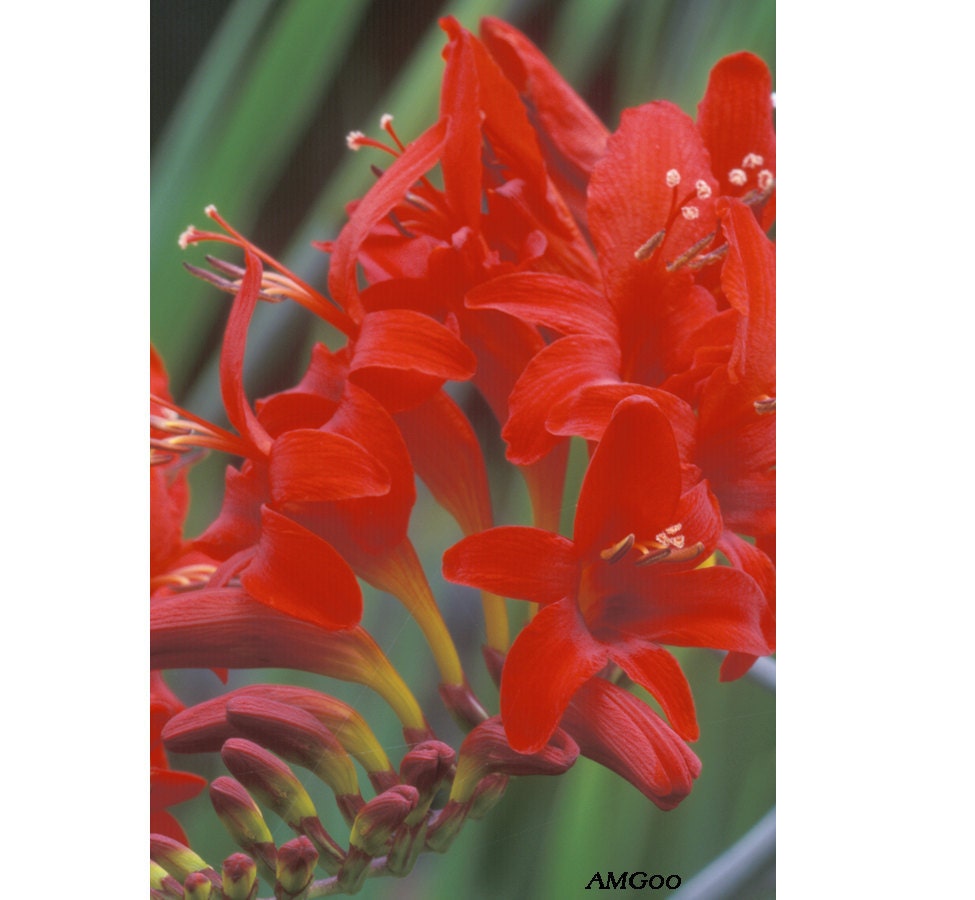 Lucifer Crocosmia 1 - photograph