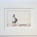 original etching with aquatint 'ducky duck'