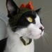 The Green Dinosaur Cat Hat