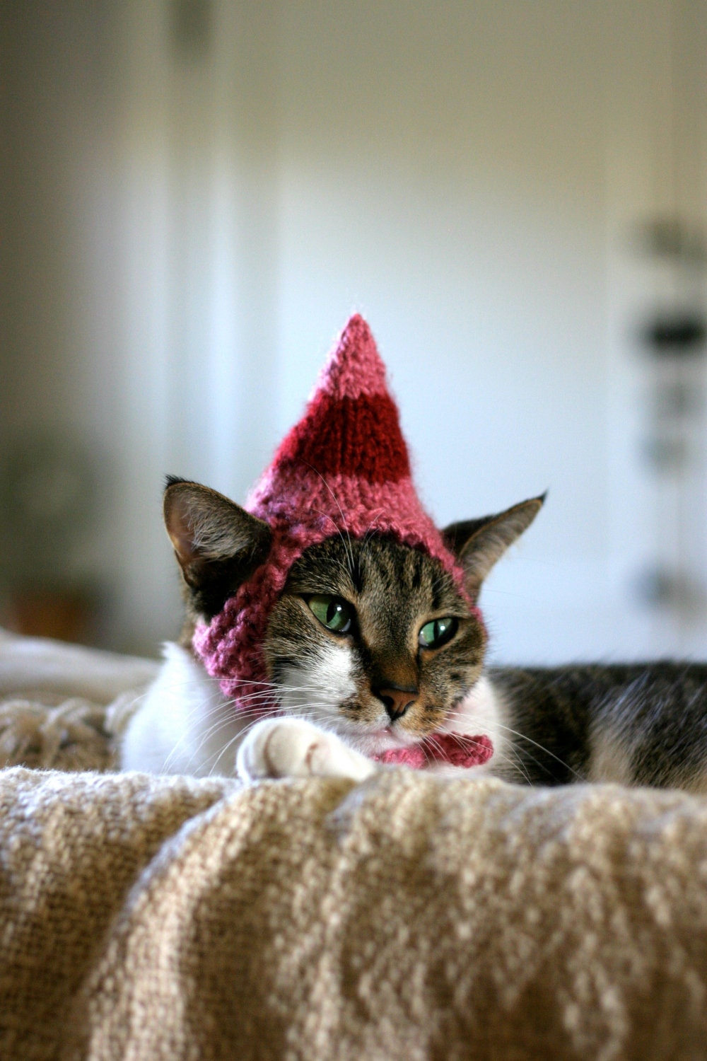 Jovie the Elf Cat Hat Christmas Pet Costume