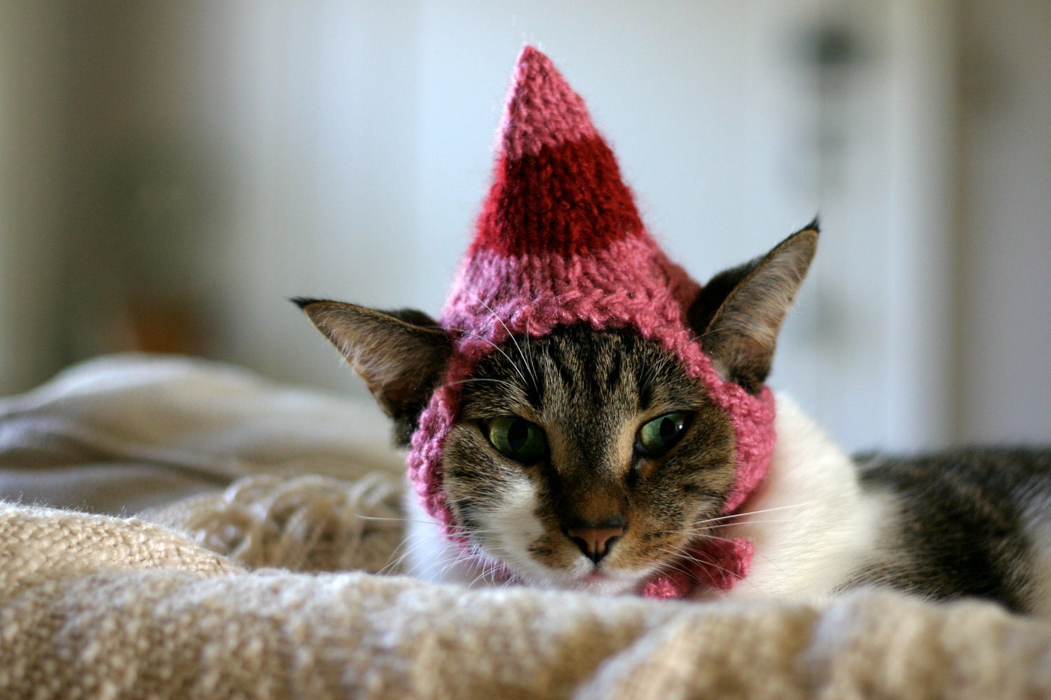 Jovie the Elf Cat Hat Christmas Pet Costume