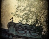 Architecture Photography Montreal Plateau Art Bird Artwork Summer 8x10 Print Cotton Rag Paper - Summer's Onlooker