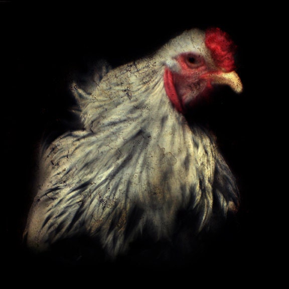 Rooster Art Farm Chicken Animal Photography On the Farm Black and Red 5x5 Square Photo - A Crown of Red
