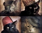 Animal Photography Cat Prints Four 5x5 Prints - Cats in the Hats Collection