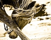 11x14 fine art horse photo