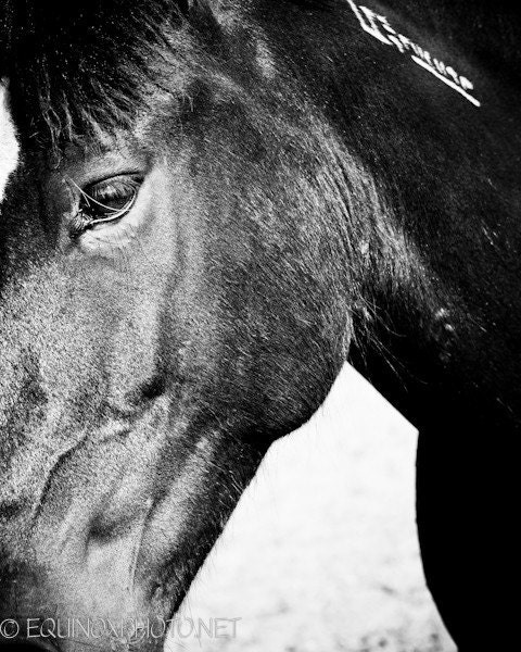 11x14 fine art horse metallic photograph mustang