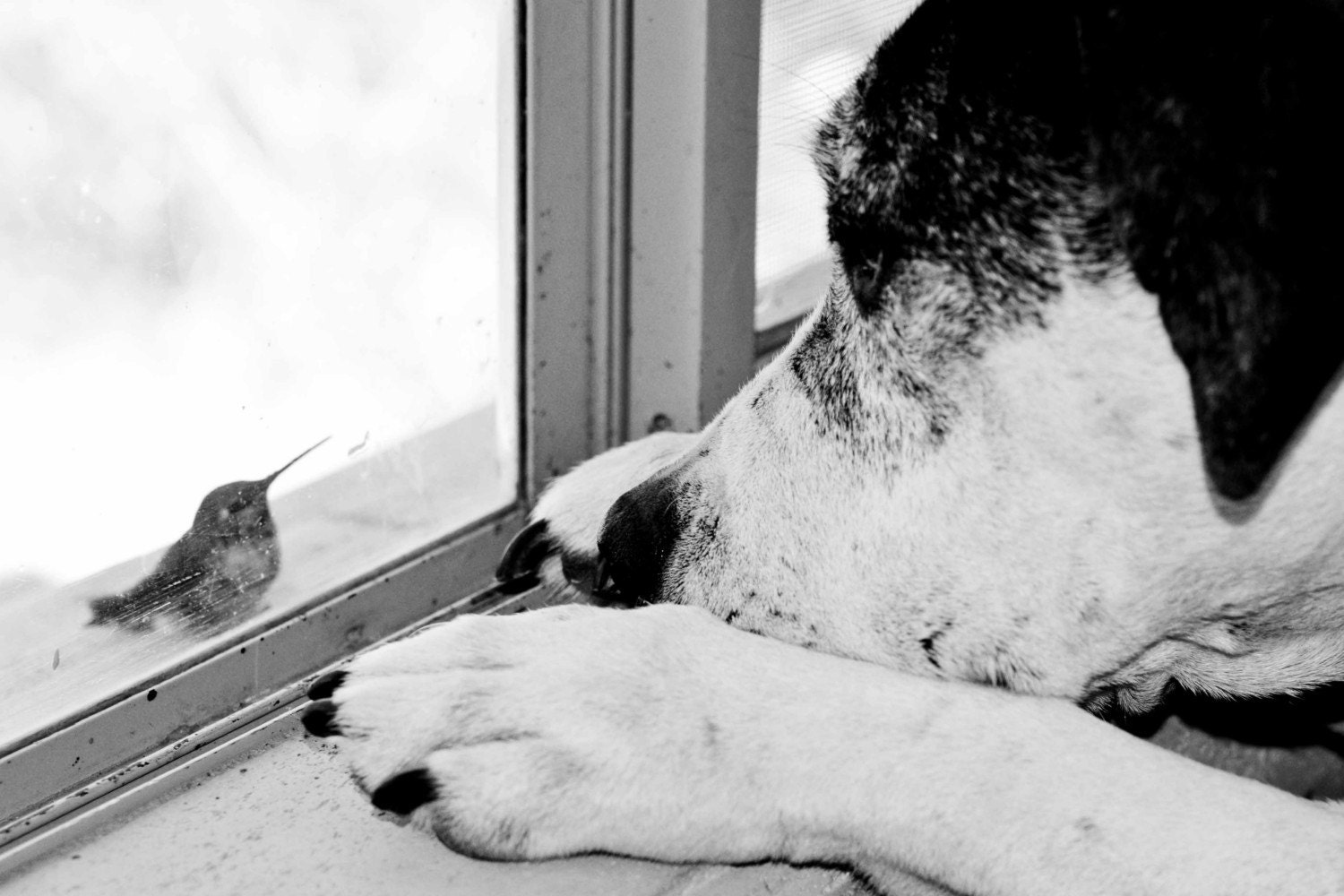 Friends Dog 8x10 metallic photograph