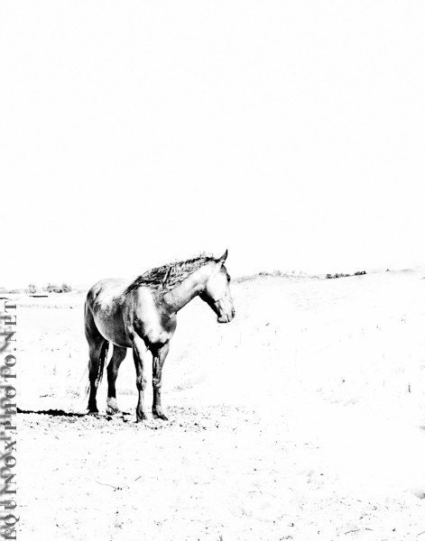 11x14 fine art horse metallic photograph mustang