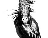 11x14 fine art horse metallic photograph