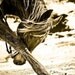 11x14 fine art horse photo