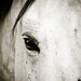11x14 fine art horse metallic photograph