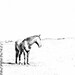 11x14 fine art horse metallic photograph mustang