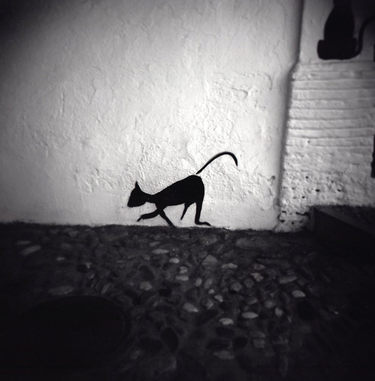 Black and white holga photograph giclée print of 12x12 inches - cat, black cat - signed by its author