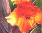 Canna Durban Fine Art limited Edition Giclee print from an edition of 50