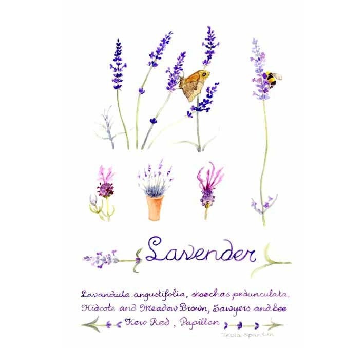 Lavender Sampler  Greetings cards x3