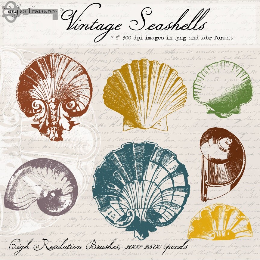 Vintage Seashells Digital Clipart And Photoshop Brushes