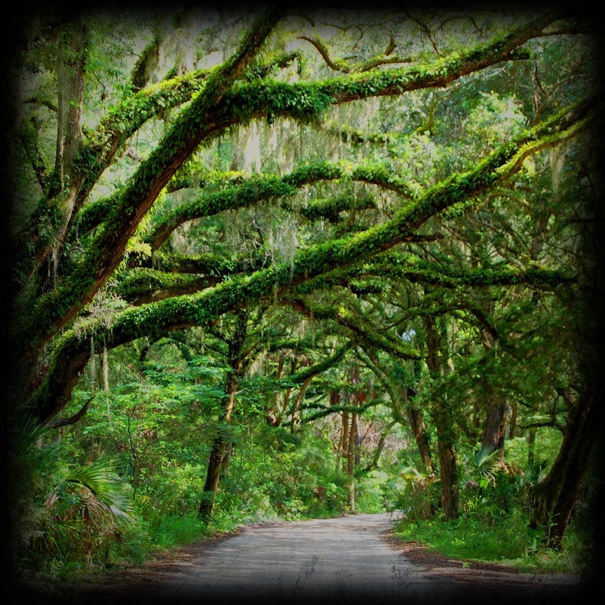 Nobody Home - Canopy Road Photo - Nature - Fine Art Photograph by Kelly Warren