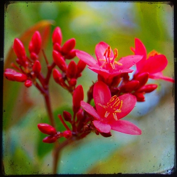 Breathe - Red Flower - Nature - Red Blossom - Fine Art Photograph by Kelly Warren
