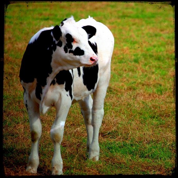 Jillie - Cow Photo - Cow Art - Fine Art Photograph by Kelly Warren
