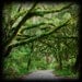 Nobody Home - Canopy Road Photo - Nature - Fine Art Photograph by Kelly Warren
