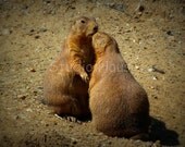 BOGO 50% off -  CYBER SALE -- Prairie Love - 5x7 - Fine Art Photography Print