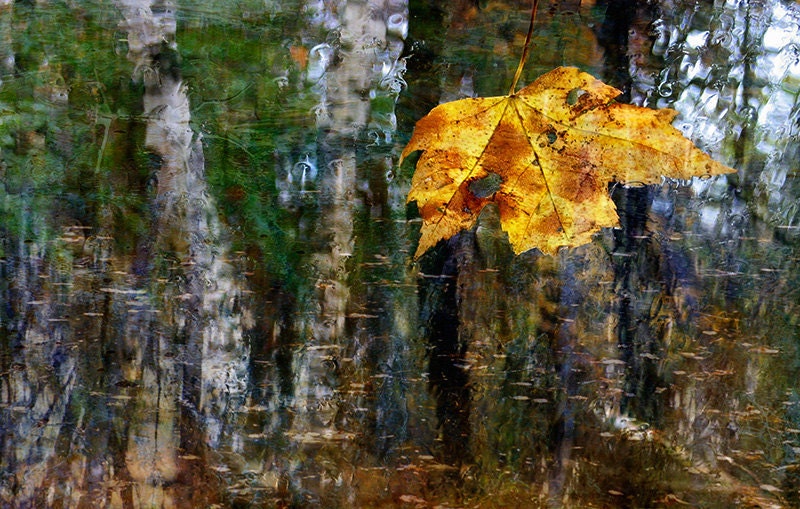 Watery Trees 9x12 Photo Art