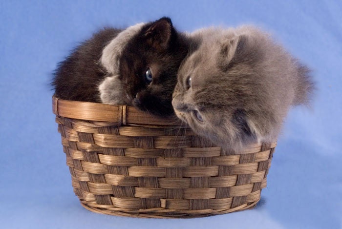 Cute Kittens Hugging, Snuggling Cats in a Basket, Kitten Art Print