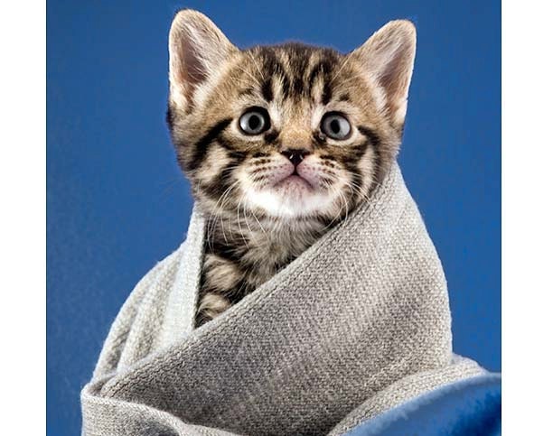 Kitten Cat Kitten in Scarf Cute Kitten 8"x10" Cat Art Kitty