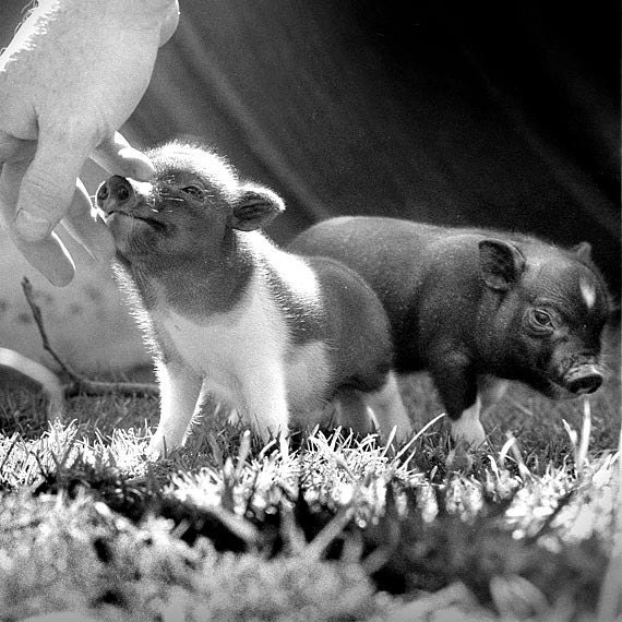 Baby Pigs, 6 Days Old, Pigs Photo, Pig Art