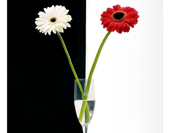 Wedding Gift, Flower Wall Art, Floral Art Print, Gerber Daisies, Floral art