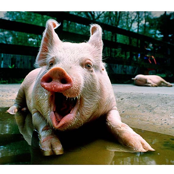 Laughing Pig, Funny Pigs Wall Art
