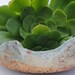 ceramic planter garden plant pot large ceramic garden bowl