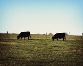 Grass Fed - Fine Art Photograph - 5 foot wall print