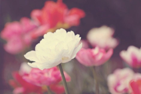Nature Photography macro romantic Spring women home decor for her flowers white pink bright colorful vivid green red - Fine Art Photograph