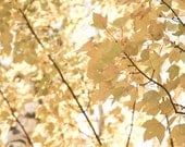 Fall Autumn under 50 citrine women harvest gold golden leaves mustard sunny elegant yellow - A Golden Autumn - Fine Art Photography Print