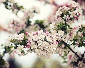 Mothers Day Spring Summer Pink Shabby chic women for her under 25 romantic blossoms blooms elegant green white - Fine Art Photography Print