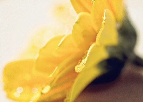Bright Yellow Mothers Day vivid neon spring summer under 25 decor for her women rain water drops romantic - 5x7 Fine Art Photography Print