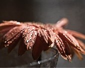 Flower Photograph - Spring Summer Fall Autumn romantic rustic rust dark black pink peach orange water drops rain - Fine Art Photography