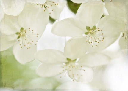 White Blooms spring shabby chic romantic for her women cream green pale faded light soft blossoms photograph - Fine Art Photography Print