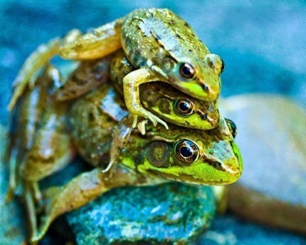 Fathers Day Photography Dad men dude Summer Frogs 3 three funny humor humorous green blue children boy geek colorful cute - Fine Art Photo