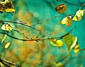 Harvest Fall autumn gold golden leaves mustard green turquoise yellow blue women men dude for him photograph - Fine Art Photography Print