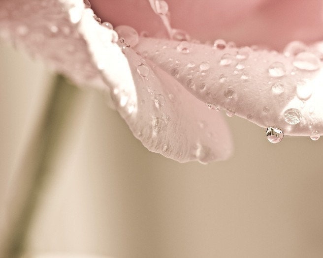 Women Pink Shabby Chic romantic photograph faded pale water drops rain spring - After the Rain - Fine Art Photography Print