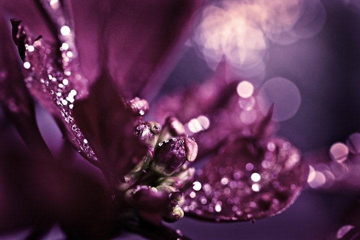 Sparkles purple plum sparkly romantic romance love dark women spring elegant - Sparkles - Fine Art Photography Print