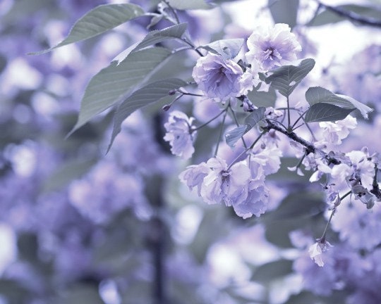 35% off SALE Mothers Day women Purple romantic lavender under 25 green spring blooms soft blossoms - Fine Art Photography Print