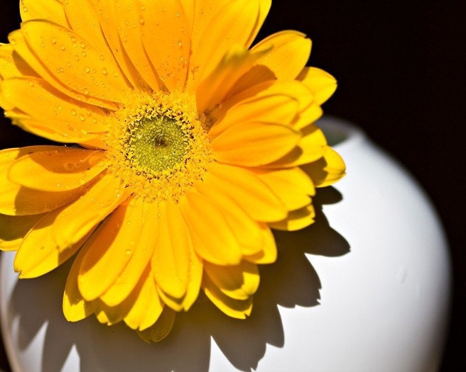 Mothers Day Spring summer mustard yellow gold golden citrine white black flower bright home decor for her women water drops - Fine Art Phot