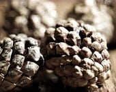 Summer Spring brown Fathers Day men dude under 25 pinecone texture woodland woodsy camping honey sparkly - Fine Art Photography Print