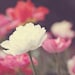 35% off SALE Mothers Day Easter romantic Spring women home decor for her flowers white pink bright colorful vivid green red - Fine Art Phot
