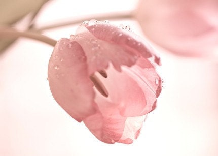 Mothers Day Ready to ship Easter Spring Pink shabby chic women for her water drops rain white light romantic flower tulip - Fine Art Photo