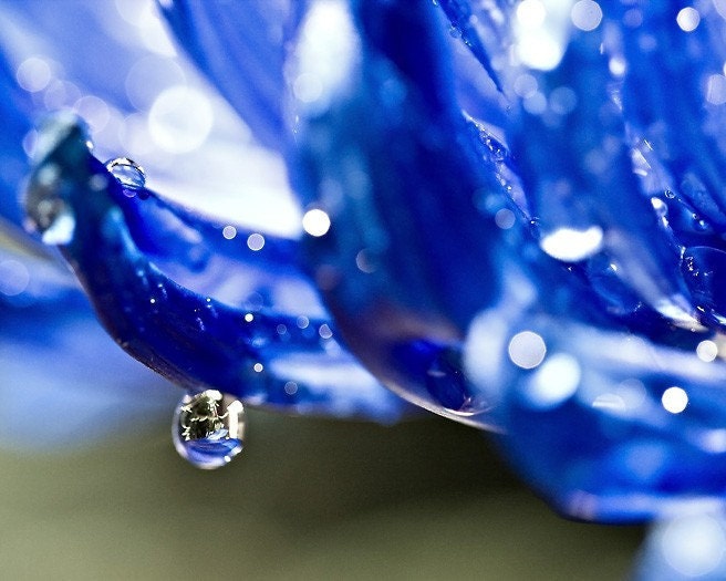 Cobalt blue rain water drops romantic photography women sparkles white green elegant love flower petals photograph - 8x10 Fine Art Print